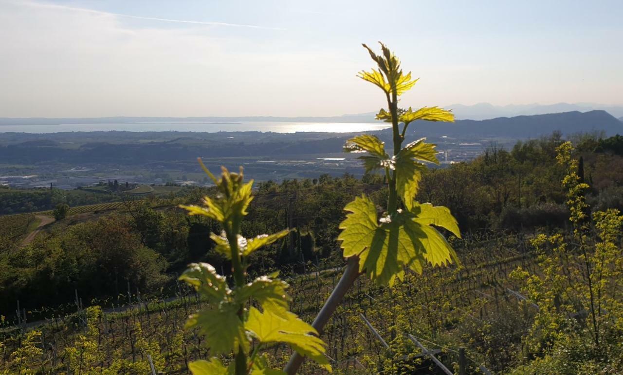"Cortela" Appartameni In Villetta Singola SantʼAmbrogio di Valpolicella Esterno foto