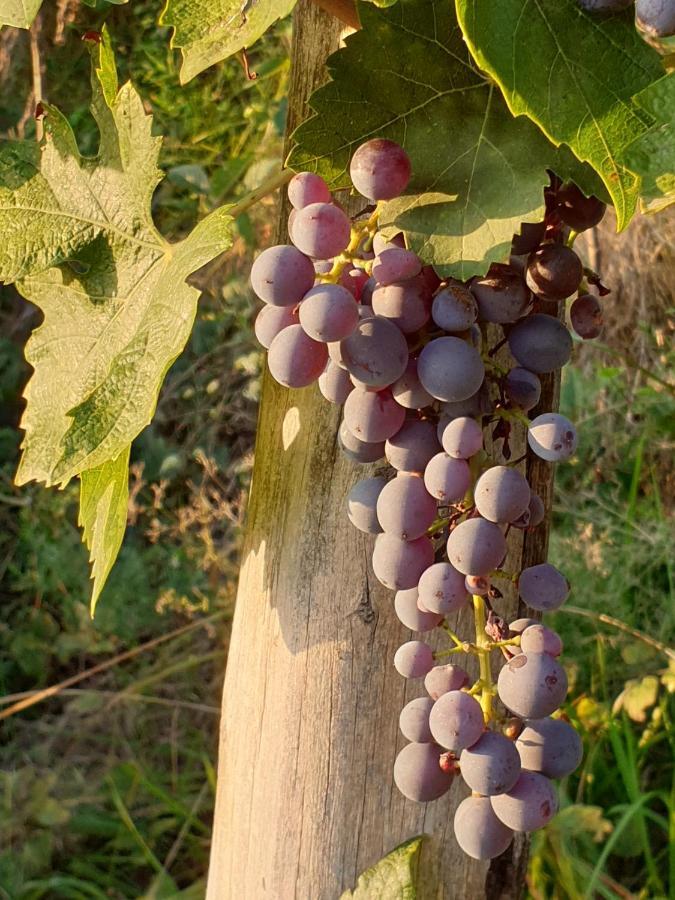 "Cortela" Appartameni In Villetta Singola SantʼAmbrogio di Valpolicella Esterno foto